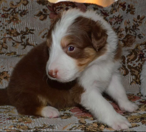 australian-shepherd-puppies-for-sale-in-erie-co-big-4