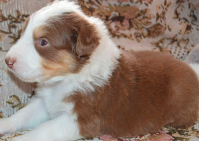 australian-shepherd-puppies-for-sale-in-erie-co-big-1