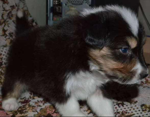 australian-shepherd-puppies-for-sale-in-erie-co-big-3