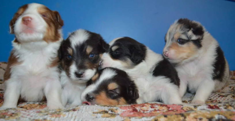 australian-shepherd-puppies-for-sale-in-erie-co-big-0