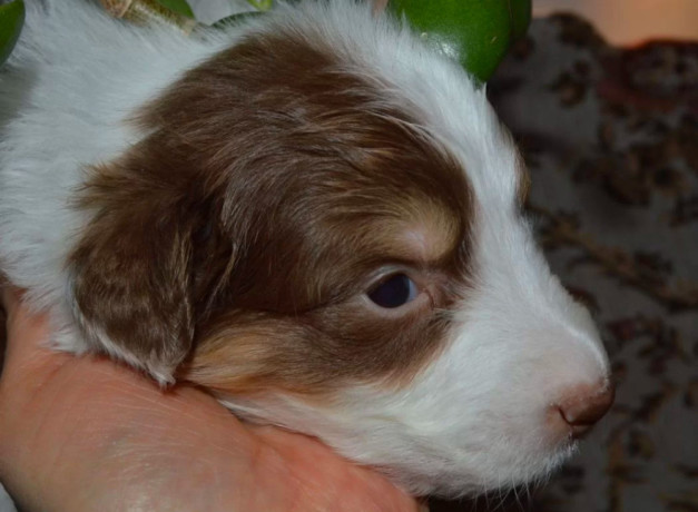 australian-shepherd-puppies-for-sale-in-erie-co-big-2