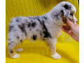 australian-shepherd-girl-for-sale-in-detroit-mi-small-1