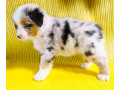 australian-shepherd-girl-for-sale-in-detroit-mi-small-0