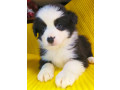 australian-shepherd-girl-for-sale-in-detroit-mi-small-2