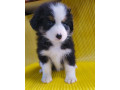 australian-shepherd-girl-for-sale-in-detroit-mi-small-3