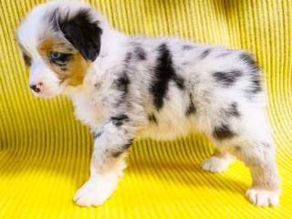 Australian Shepherd Girl for Sale in Detroit, MI