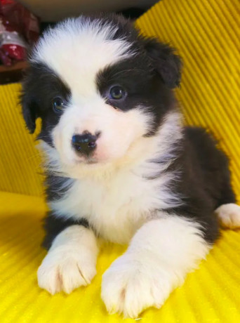 australian-shepherd-girl-for-sale-in-detroit-mi-big-2