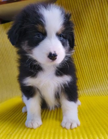 australian-shepherd-girl-for-sale-in-detroit-mi-big-3