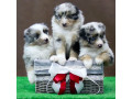 australian-shepherd-puppies-for-sale-in-houston-tx-small-7