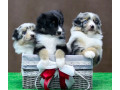 australian-shepherd-puppies-for-sale-in-houston-tx-small-4