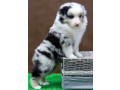 australian-shepherd-puppies-for-sale-in-houston-tx-small-6