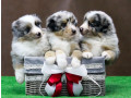 australian-shepherd-puppies-for-sale-in-houston-tx-small-0