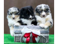 australian-shepherd-puppies-for-sale-in-houston-tx-small-1