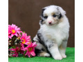 australian-shepherd-puppies-for-sale-in-houston-tx-small-3