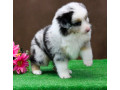 australian-shepherd-puppies-for-sale-in-houston-tx-small-2