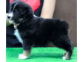 australian-shepherd-puppies-for-sale-in-houston-tx-small-5