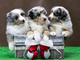 Australian Shepherd Puppies for Sale in Houston, TX