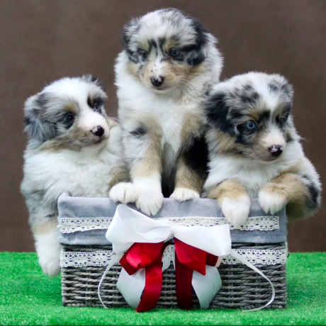 australian-shepherd-puppies-for-sale-in-houston-tx-big-7