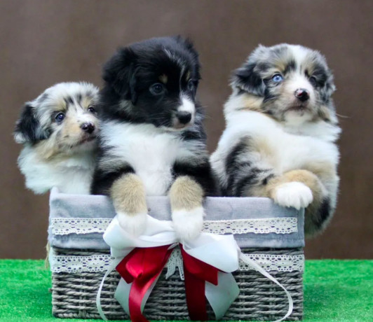 australian-shepherd-puppies-for-sale-in-houston-tx-big-4