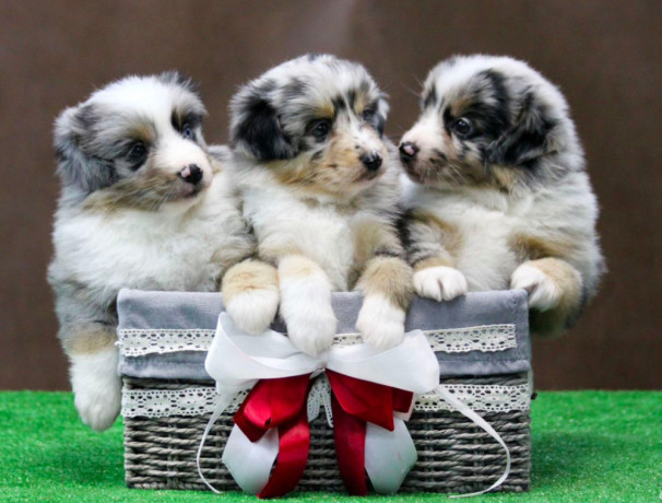 australian-shepherd-puppies-for-sale-in-houston-tx-big-0