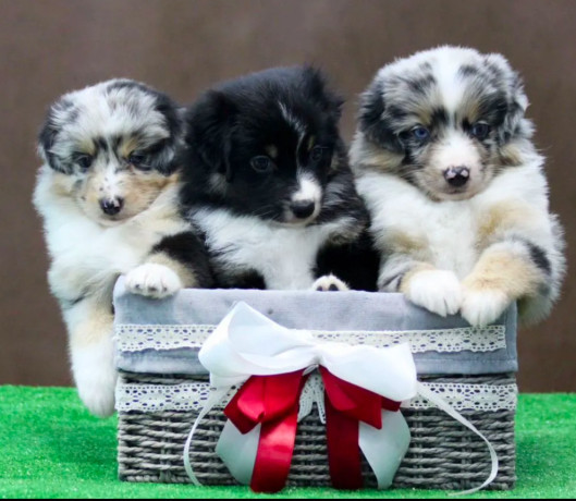 australian-shepherd-puppies-for-sale-in-houston-tx-big-1