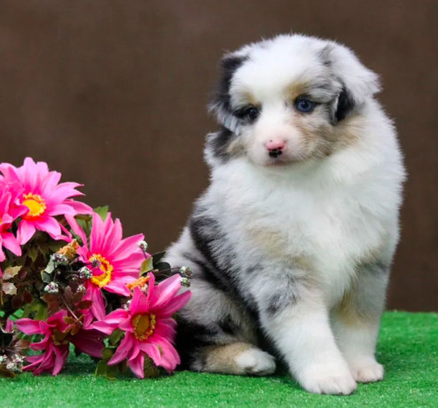 australian-shepherd-puppies-for-sale-in-houston-tx-big-3