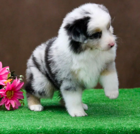 australian-shepherd-puppies-for-sale-in-houston-tx-big-2