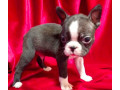 boston-terrier-puppies-for-sale-in-casper-wy-small-6