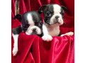 boston-terrier-puppies-for-sale-in-casper-wy-small-4