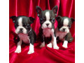 boston-terrier-puppies-for-sale-in-casper-wy-small-8