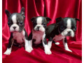 boston-terrier-puppies-for-sale-in-casper-wy-small-3