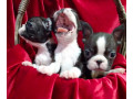 boston-terrier-puppies-for-sale-in-casper-wy-small-2