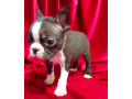 boston-terrier-puppies-for-sale-in-casper-wy-small-7