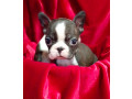 boston-terrier-puppies-for-sale-in-casper-wy-small-1