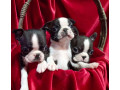 boston-terrier-puppies-for-sale-in-casper-wy-small-0