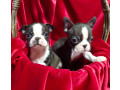 boston-terrier-puppies-for-sale-in-casper-wy-small-5