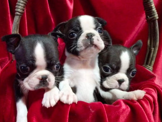 Boston Terrier Puppies for Sale in Casper, WY