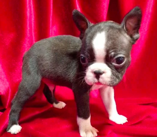 boston-terrier-puppies-for-sale-in-casper-wy-big-6