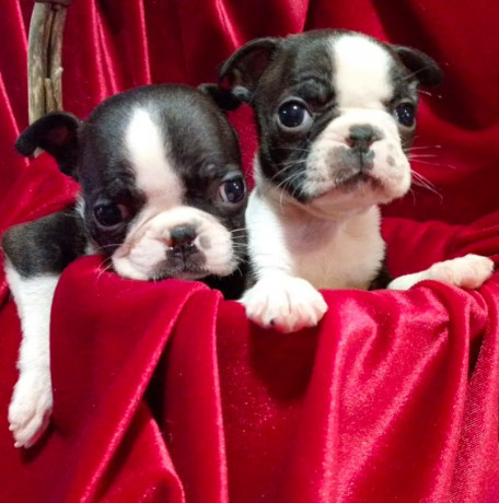 boston-terrier-puppies-for-sale-in-casper-wy-big-4