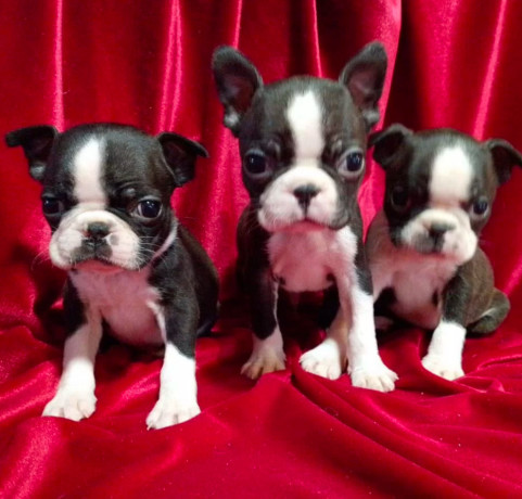 boston-terrier-puppies-for-sale-in-casper-wy-big-8