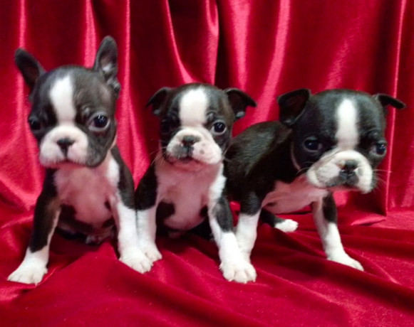 boston-terrier-puppies-for-sale-in-casper-wy-big-3