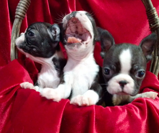 boston-terrier-puppies-for-sale-in-casper-wy-big-2