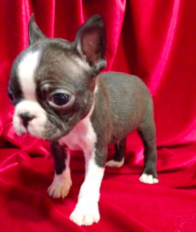 boston-terrier-puppies-for-sale-in-casper-wy-big-7