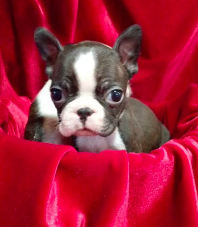 boston-terrier-puppies-for-sale-in-casper-wy-big-1