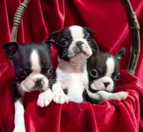 boston-terrier-puppies-for-sale-in-casper-wy-big-0