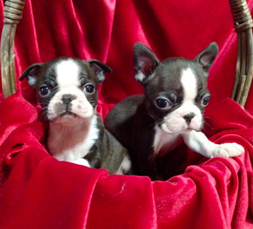 boston-terrier-puppies-for-sale-in-casper-wy-big-5