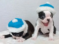 boston-terrier-puppies-for-sale-in-bronx-ny-small-2