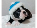 boston-terrier-puppies-for-sale-in-bronx-ny-small-3