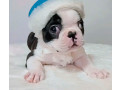 boston-terrier-puppies-for-sale-in-bronx-ny-small-1