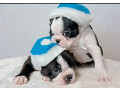 boston-terrier-puppies-for-sale-in-bronx-ny-small-0